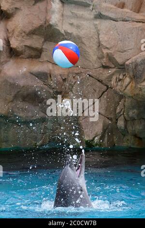 Dolphin che gioca con una palla, saltando in aria Foto Stock