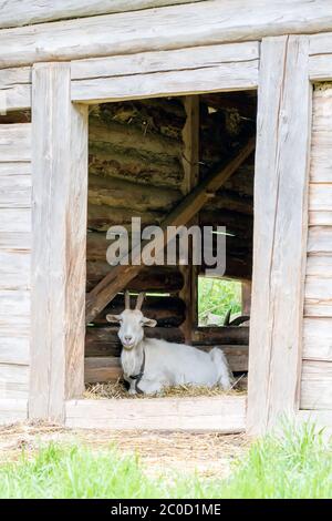 Capra che giace in una sty di legno Foto Stock