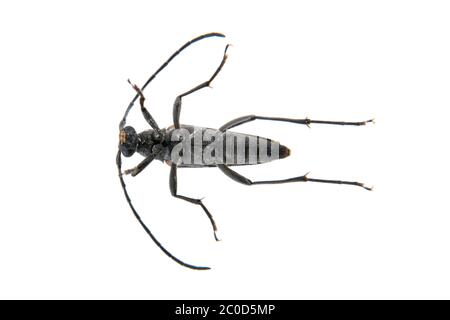 Il barile nero della famiglia Cerambycidae su sfondo bianco Foto Stock