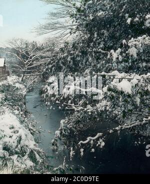 [ 1900 Giappone - alberi coperti di neve ] - alberi coperti di neve all'inizio del 20 ° secolo Giappone. scivolo di vetro vintage del xx secolo. Foto Stock