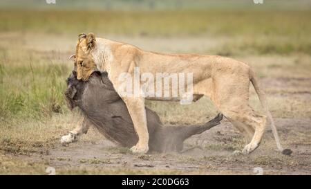 Leone uccidere con leonessa trascinando un wartog morto in Masai Mara Kenya Foto Stock