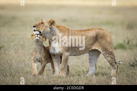 Leone bambino che mostra amore e affetto alla mamma in Masai Mara Kenya Foto Stock