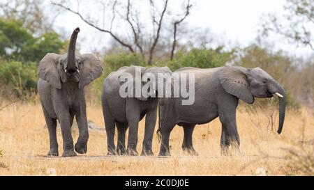 Tre elefanti che bevono in un buco d'acqua in inverno con un allarme di sguardo con tronco in su che odori nel Kruger Park Sud Africa Foto Stock