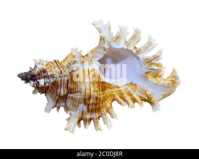 Guscio di Murex Saulii o Chicoreus Saulii Foto Stock