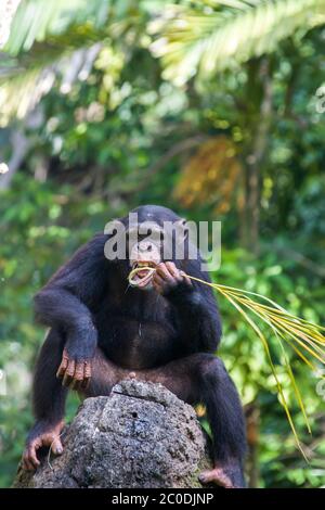 Un Chimpanzee sedersi sulla roccia e utilizza una paglia come strumento per ottenere il cibo dal buco sulla roccia. Lo scimpanzé è una specie di grande scimmia. Foto Stock