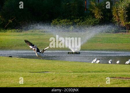 Australian Pink Pelican ( PELECONCANUS cospicillatus ) lungo il lato della fontana d'acqua, Perth, Australia Occidentale Foto Stock