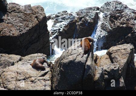 Guarnizioni pigre a Punakaiki in Nuova Zelanda Foto Stock