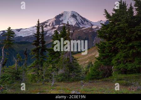 WA16667-00....WASHINGTON - luce di alba sul monte Baker da Skyline divide nella sezione di Monte Wilderness del Monte Baker - Snoqualmie National Fore Foto Stock