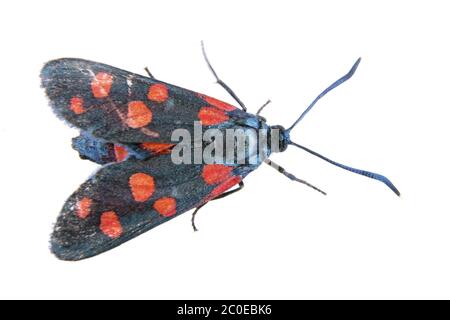 Farfalla nera con puntini rossi su sfondo bianco Foto Stock
