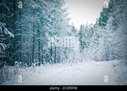 Scena di inverno Foto Stock