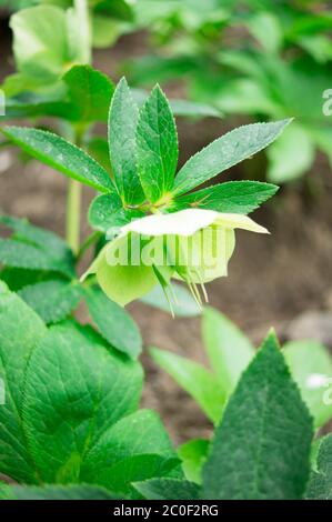 Tempo di primavera Foto Stock