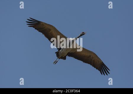 Gru Demoiselle (Grus virgo) in volo Foto Stock