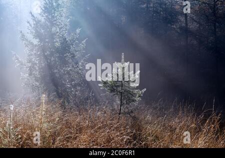 il sole di mattina in foresta di nebbia Foto Stock