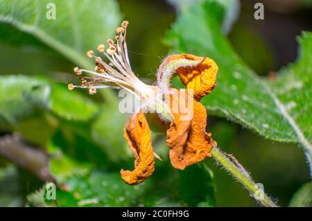 fiore di mela fiorito nel giardino di erbe di stagione Foto Stock