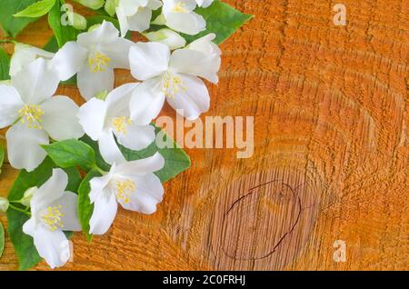 jasmine primavera fiori cornice su sfondo bianco Foto Stock