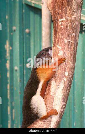 Un Prevost scoiattolo correndo in alcuni alberi Foto Stock