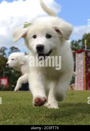 SMG Puppies FLXX Disney 092813 45.JPG (DEC. 1, 2012): Stelle canine del nuovo DVD e film Blu-ray di Disney, "anta Paws 2: The Santa Pups,' fate una passeggiata nel parco del Regno Magico 1 dicembre 2012 mentre fate una registrazione alla speciale TV 'Digney Parks Christmas Day Parade' al Walt Disney World nel Lago Buena Vista, Fla. Che arie 25 dicembre 2012 in varie occasioni in tutto il paese su ABC-TV, presenta le prestazioni di celebrità e segmenti registrati al Walt Disney World in Florida e Disneyland Resort in California. Tra gli artisti che hanno preso parte alla manifestazione si segnalano Lady Antebellum, Backstreet Boys, Brad Foto Stock