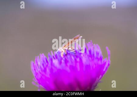 grande vespe nel mio giardino di soia Foto Stock