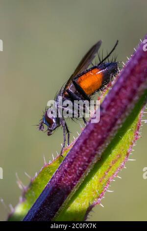 grande vespe nel mio giardino di soia Foto Stock