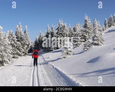 sci di fondo uomo anziano Foto Stock