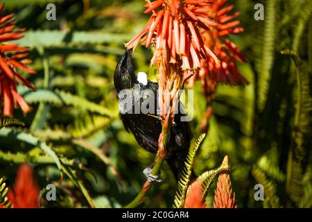 Nuova Zelanda Tui bere nettare da un fiore di Aloe. Foto Stock