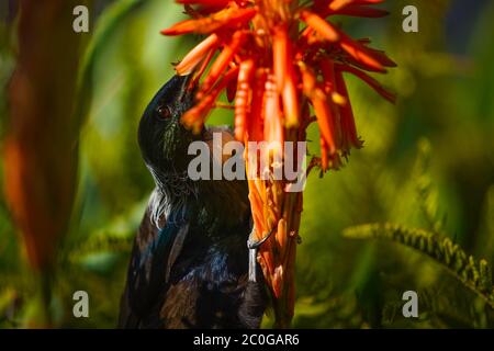 Nuova Zelanda Tui bere nettare da un fiore di Aloe. Foto Stock