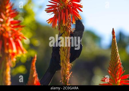 Nuova Zelanda Tui bere nettare da un fiore di Aloe. Foto Stock