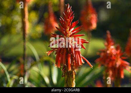 Aloe spinosissima, Spider Aloe, Oro Tooth Aloe Foto Stock