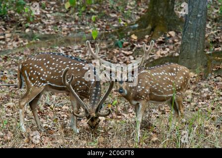 Due assi (spotted) bucks cervi (asse asse) nel Parco Nazionale di Bandhavgarh India Foto Stock