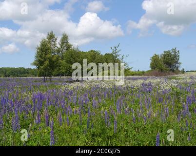 Prato estivo con lupini in Prussia orientale Foto Stock