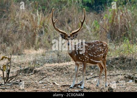 Asse (macchiato) cervo buck (asse asse) nel Parco Nazionale di Bandhavgarh India Foto Stock