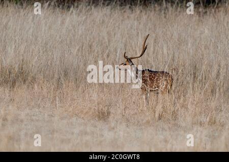 Asse (macchiato) cervo buck (asse asse) nel Parco Nazionale di Bandhavgarh India Foto Stock