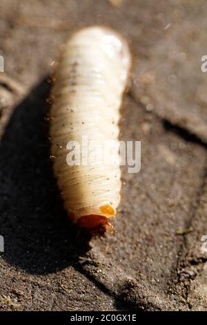 Primo piano della foto dei grub bianchi del chafer Foto Stock