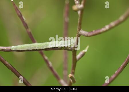 Un bel colore arancione-punta Butterfly Caterpillar, Anthocharis cardamines, alimentazione su un aglio mostarda. Foto Stock