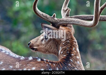 Asse (macchiato) cervo buck (asse asse) nel Parco Nazionale di Bandhavgarh India Foto Stock