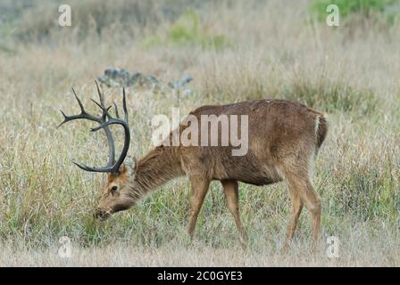 Buck Barasingha (Recurvus duvaucelii) nel Parco Nazionale di Kanha, India Foto Stock