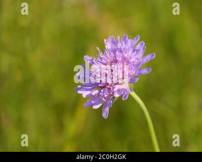 Scabiosa colombaria 'Pugno Rosa' Foto Stock