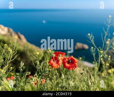 Papaveri in fiore sulla riva del mare. Primo piano di fiori rossi sulle scogliere di mare in un giorno di sole maggio. Vista mozzafiato sulle acque turchesi e sulle montagne. Nero Foto Stock