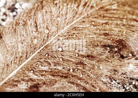 Foto di piume di gufo con gocce d'acqua Foto Stock