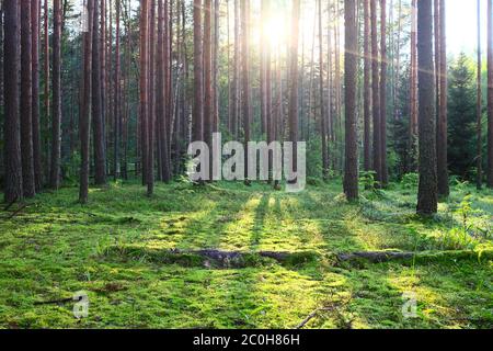 Sunrise in pineta Foto Stock