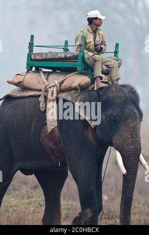 Pattugliatore forestale su elefante nel Parco Nazionale di Bandhavgarh, India Foto Stock