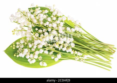 Fiori di giglio della valle (Convallaria majalis), piccole campane bianche e foglie di giglio della valle su sfondo bianco. Foto Stock