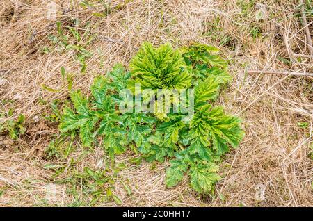 Mantegazzianum fresco e un'erba dell'anno scorso Foto Stock