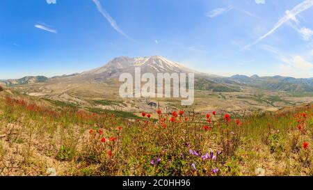 Panorama della bella valle di fiori con il Monte Sant'Elena sullo sfondo Foto Stock