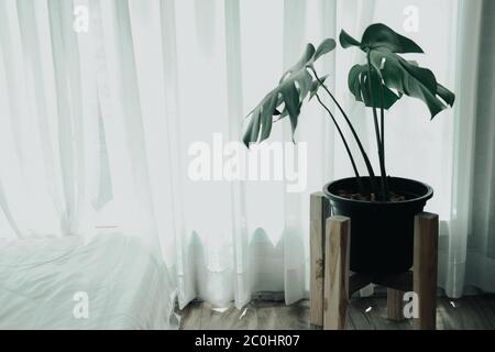 Monstera pianta in vaso ceramico accanto vedere attraverso la tenda della finestra a vele. Filodendro a foglia divisa (foglie di Monstera deliziosa Foto Stock