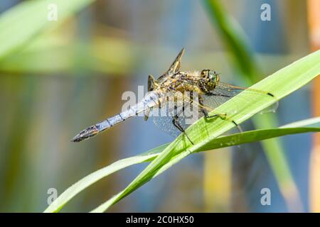 libellula blu nell'area di protezione della natura Foto Stock