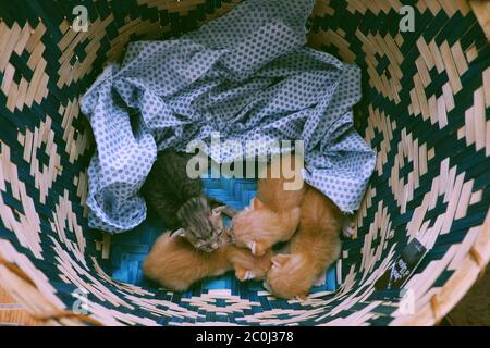 Vista dall'alto gruppo di cuccioli neonati dormono insieme in un cestino, quattro animali carini con piuma grigia e arancione così bella Foto Stock