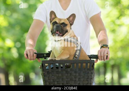 Il bulldog francese si diverse a cavallo nel cestino in bicicletta nel parco cittadino Foto Stock