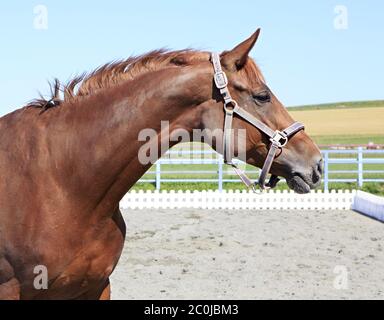 Trakehner mare razza. Bel ritratto. Foto Stock