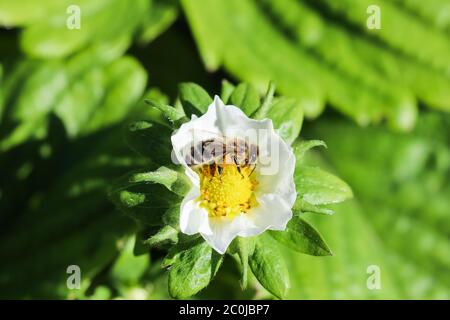 Fiorire la fragola con le api in una fattoria biologica. Concetto di giardinaggio Foto Stock